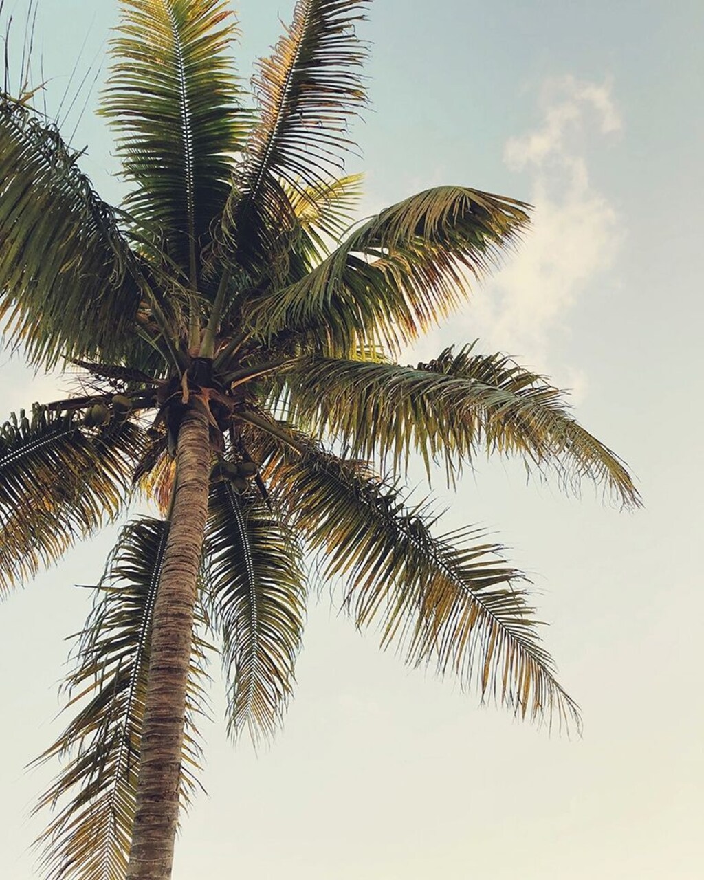 Coconut Palm Poster Print by Olivia Joy - Item # VARPDXOJ133A